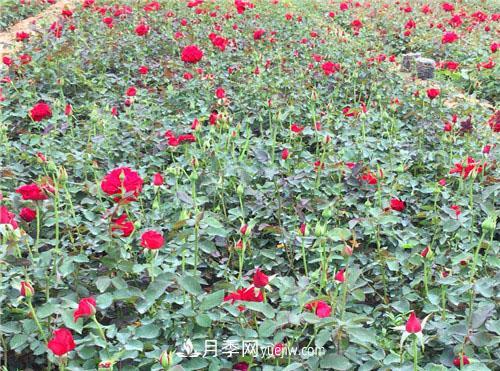 湖北宜昌:年轻夫妻创办月季种植园，累并快乐着！(图1)