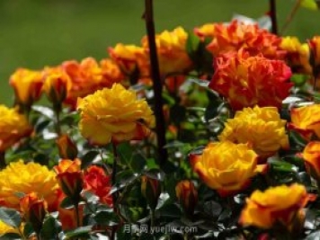 安阳市滑县森林公园月季花开放，赏花打卡正当时