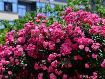 武汉新增多条绝美月季花道，江城处处花海景观