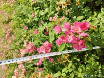 安吉拉月季盆栽苗，60厘米高基地发货