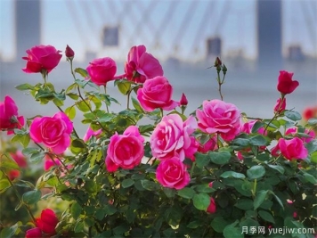 月季盛会，南阳将举办2023中国·南阳首届世界月季博览会