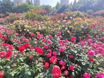郑州月季公园40万株月季竞相绽放，感受花漾生活