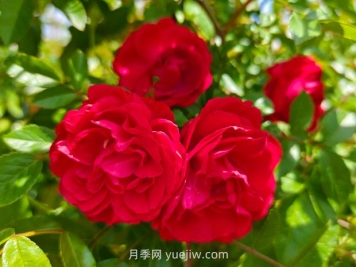 月季红木香爆花机器，花艳丽花量大花期长