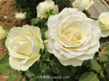 十一朵白玫瑰的花语和寓意