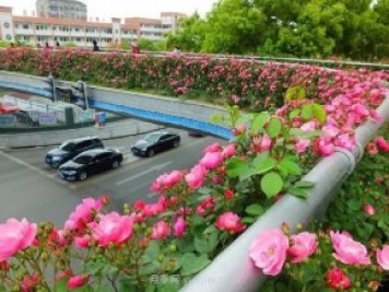 四月盛放的月季时间，湖北宜昌给你的专属浪漫花园