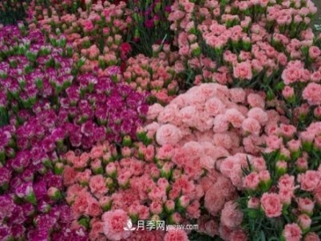 中国6大花市，全国花卉批发市场介绍